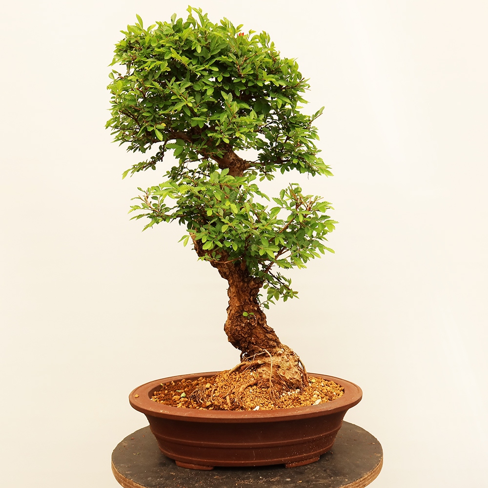 Bonsai für draußen - Zelkova - Zelkova NIRE