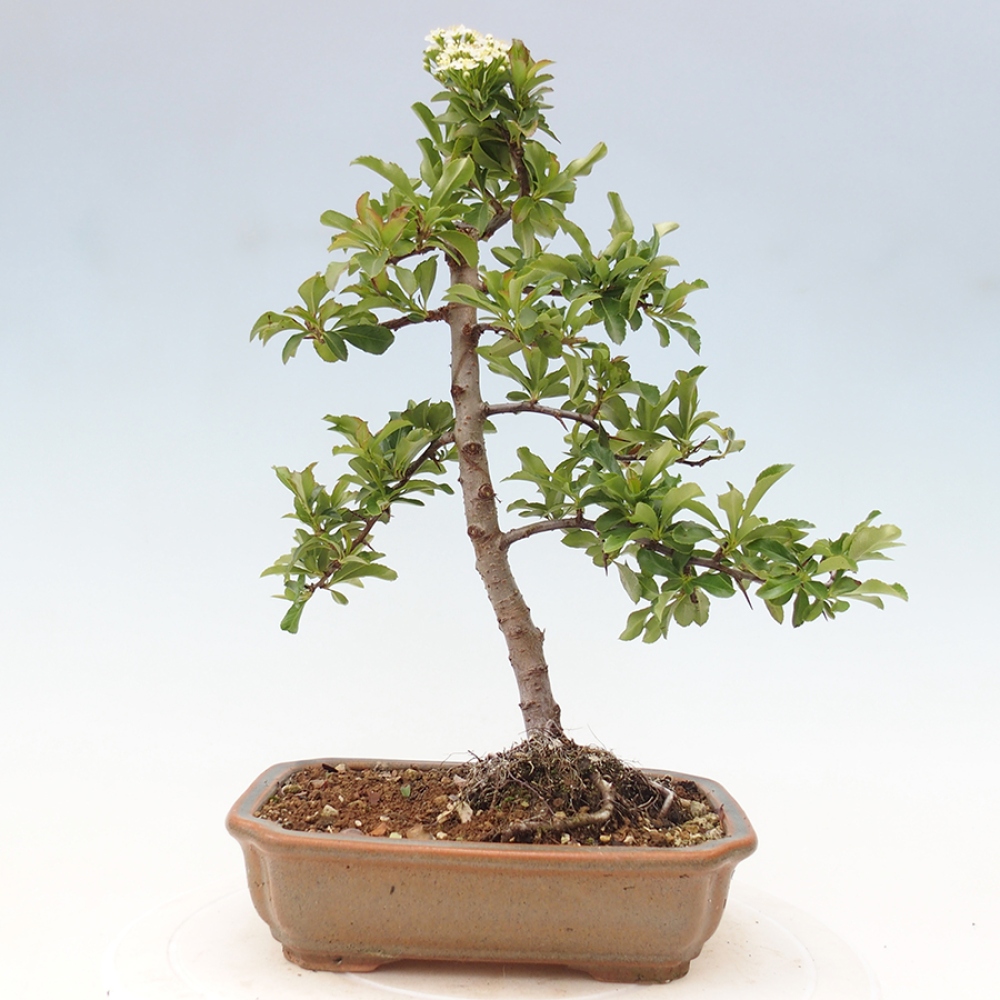 Freiland-Bonsai-Pyracantha Teton -Hlox
