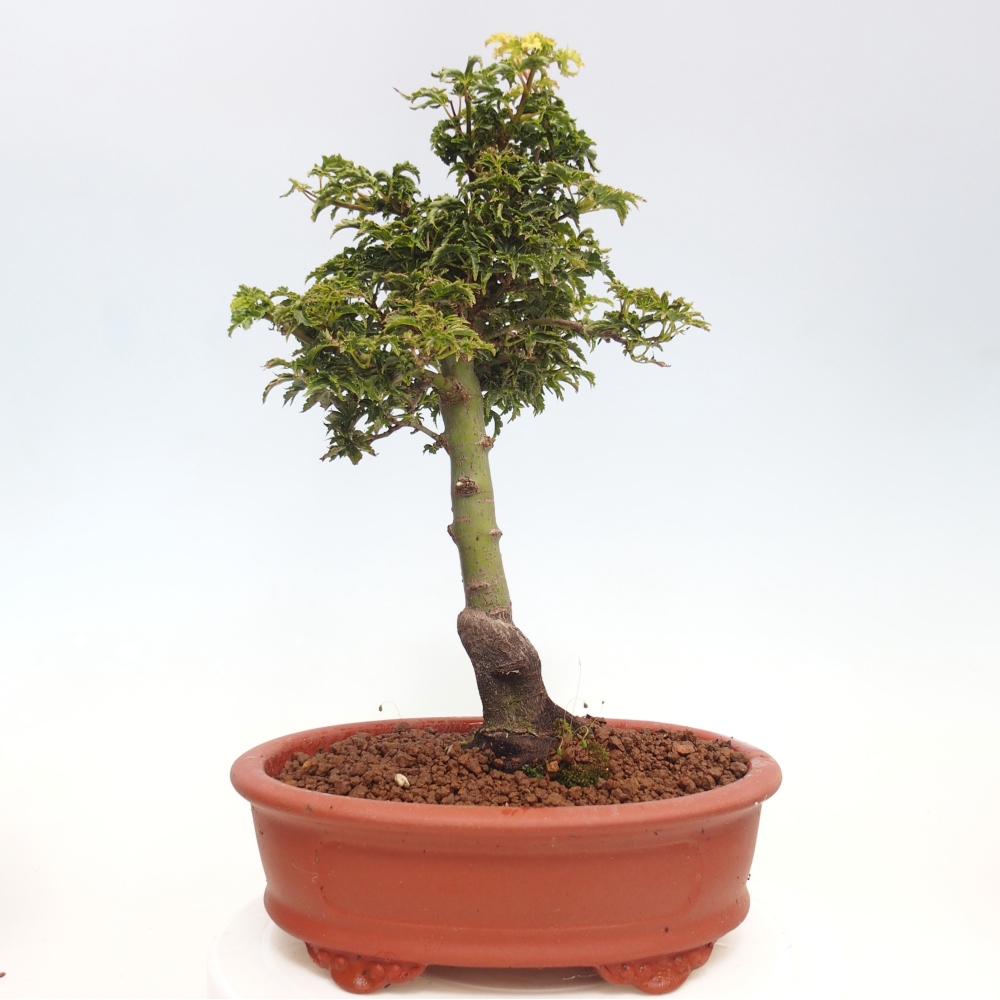 Bonsai für draußen -Javor-Palme Acer palmatum Shishigashira