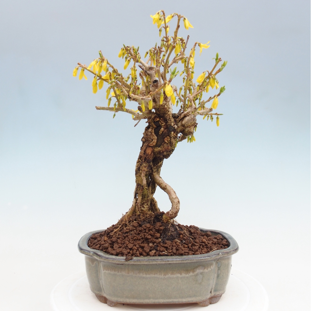 Bonsai für draußen - Zlatice - Forsythia koreana
