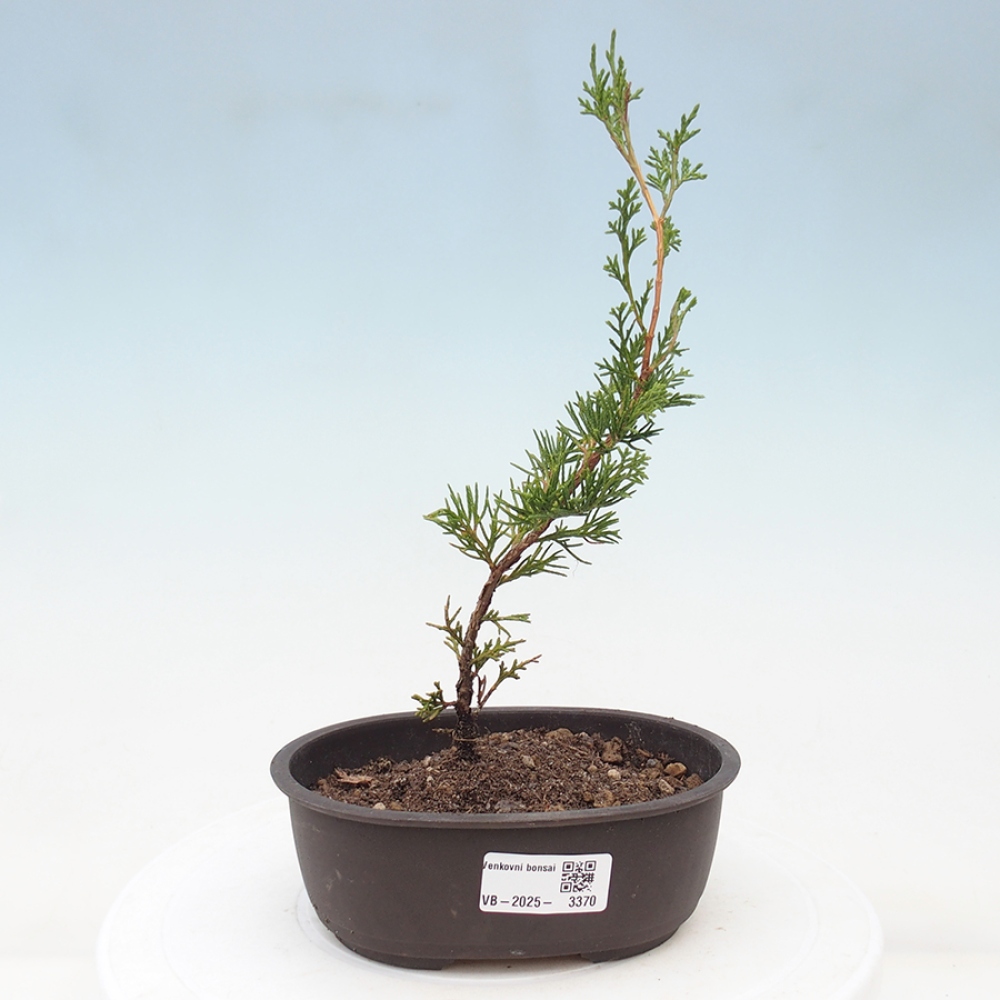 Bonsai für draußen - Juniperus chinensis Itoigawa