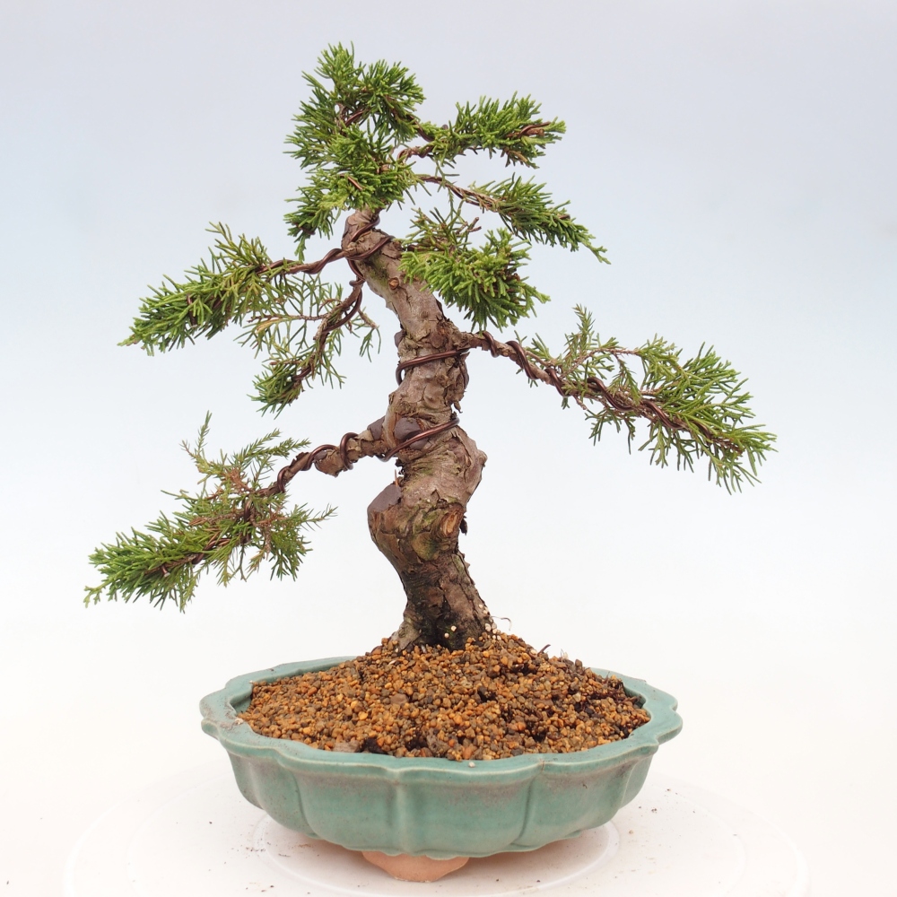 Bonsai für draußen - Juniperus chinensis Itoigawa