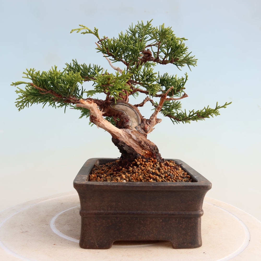 Bonsai für draußen - Juniperus chinensis Itoigawa