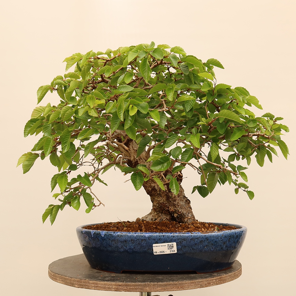 Bonsai für draußen - Karpinus Coreana - Koreanische Hainbuche