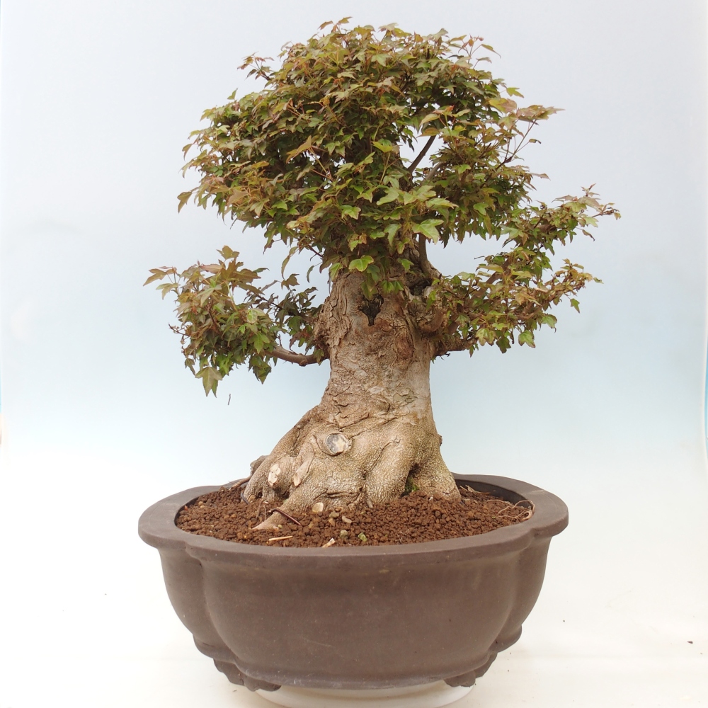 Bonsai für draußen - Acer Buergerianum - Bergahorn