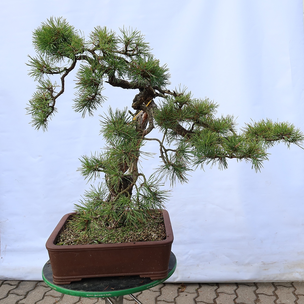 Pinus sylvestris Spanien – Waldkiefer