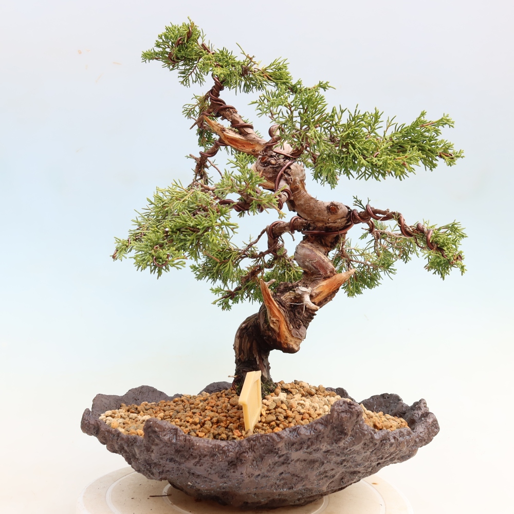 Bonsai für draußen - Juniperus chinensis Itoigawa-Juniperus chinensis