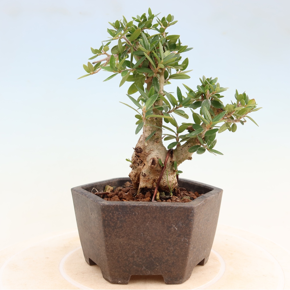 Zimmerbonsai - Olea europaea sylvestris