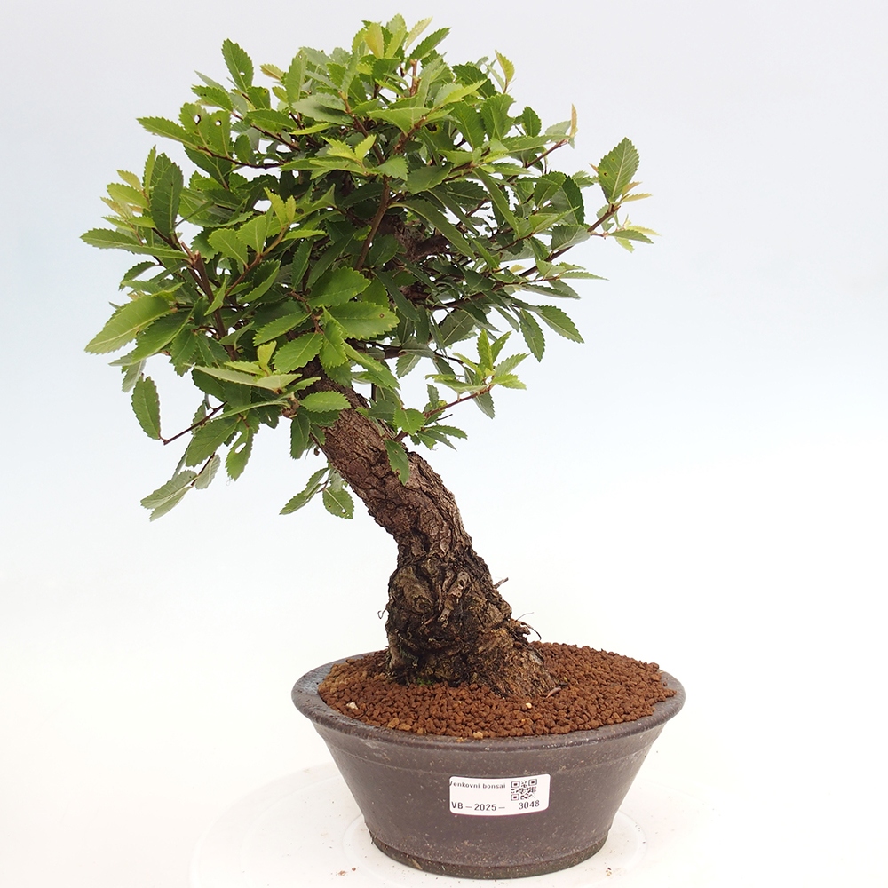Bonsai für draußen - Zelkova - Zelkova NIRE