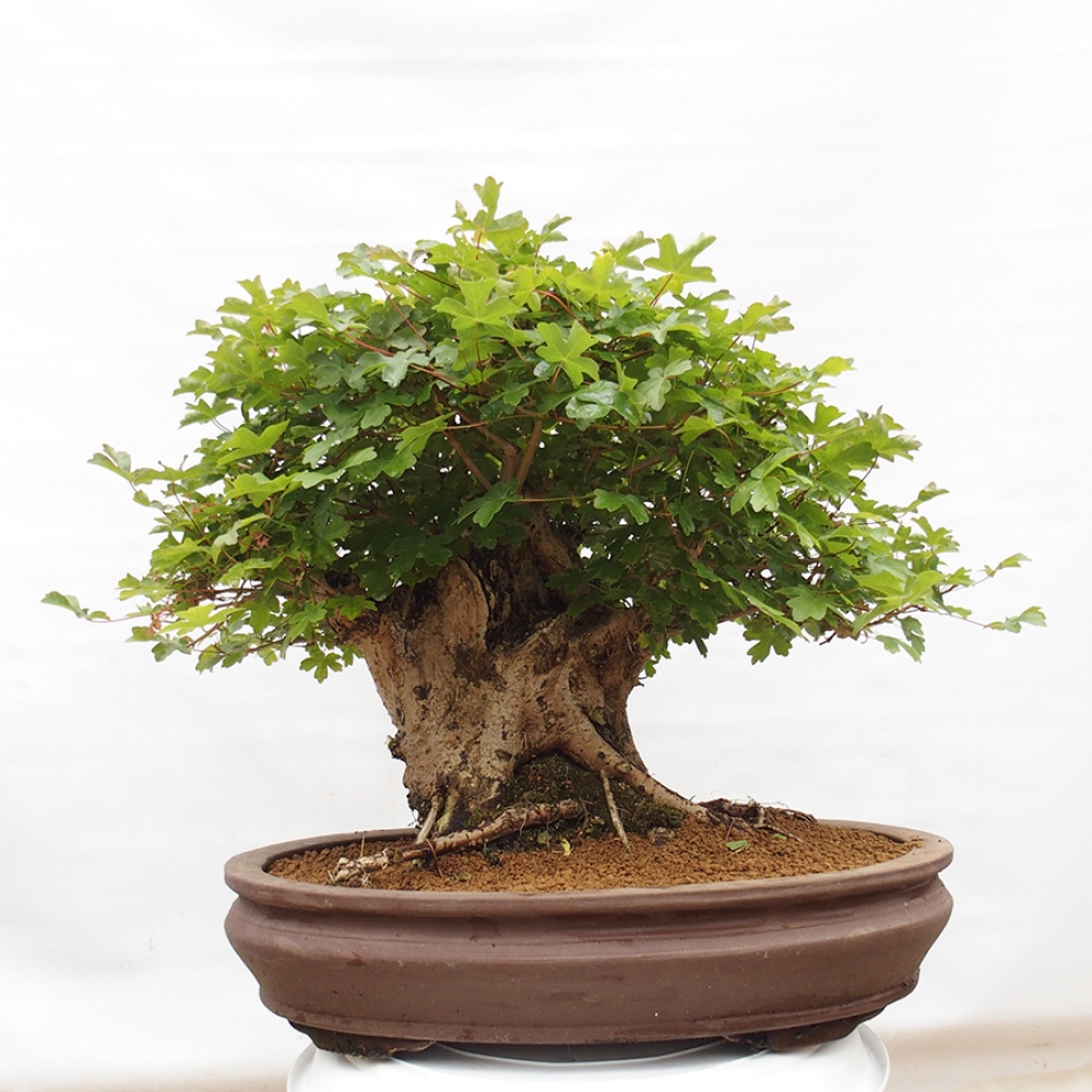 Bonsai für draußen - Acer Campestre - Ahorn babyka
