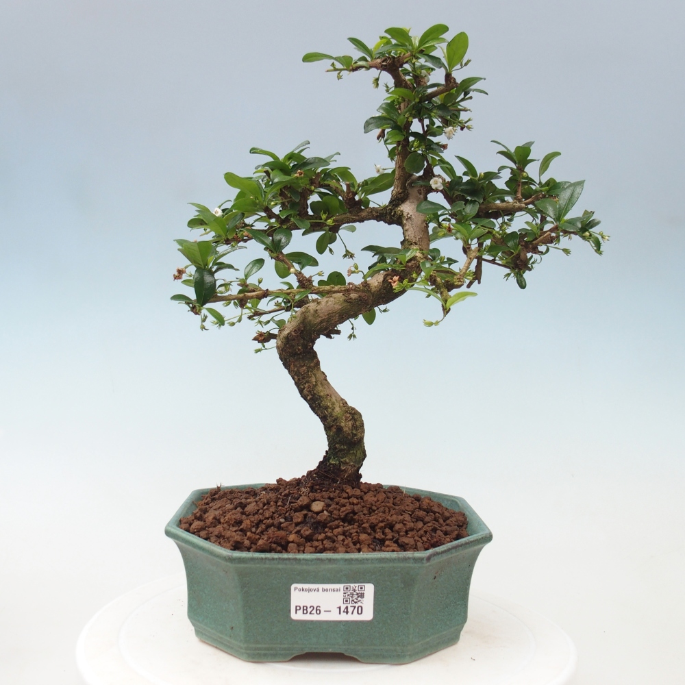 Zimmer-Bonsai - Carmona macrophylla - Tee-Fuki