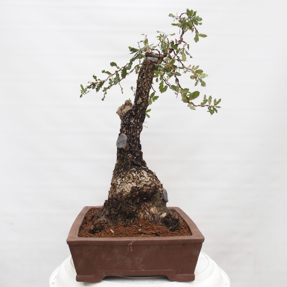 Yamadori - Quercus Ilex - Eichenstechpalme