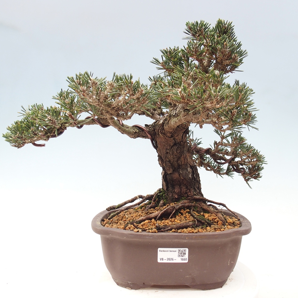 Bonsai für draußen - Pinus thunbergii Kotobuki - Thunberg-Kiefer