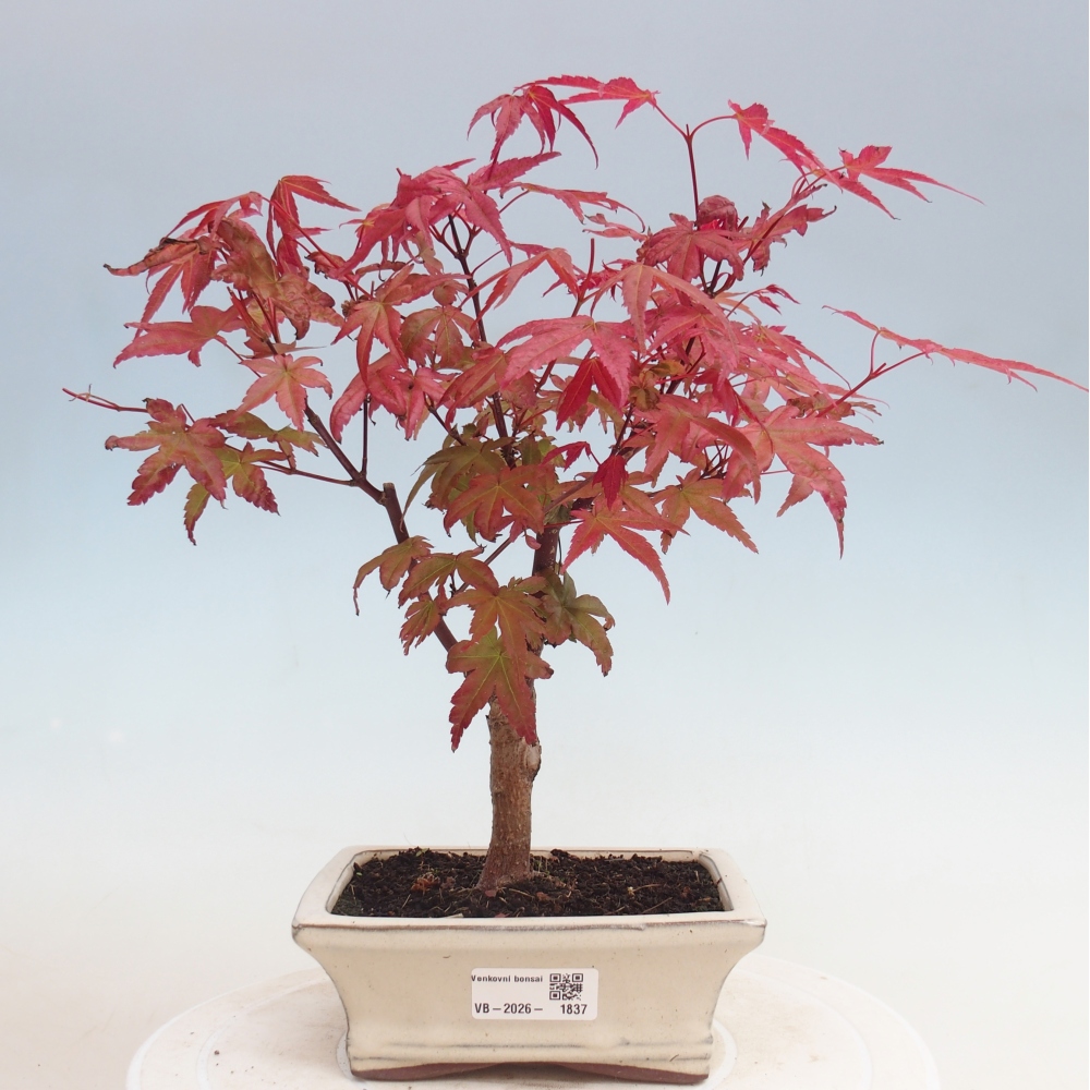 Bonsai für draußen - Acer palmatum DESHOJO