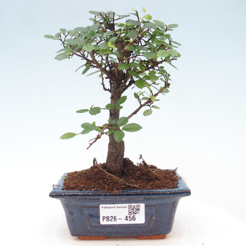 Zimmerbonsai - Ulmus parvifolia - Kleinblättrige Ulme