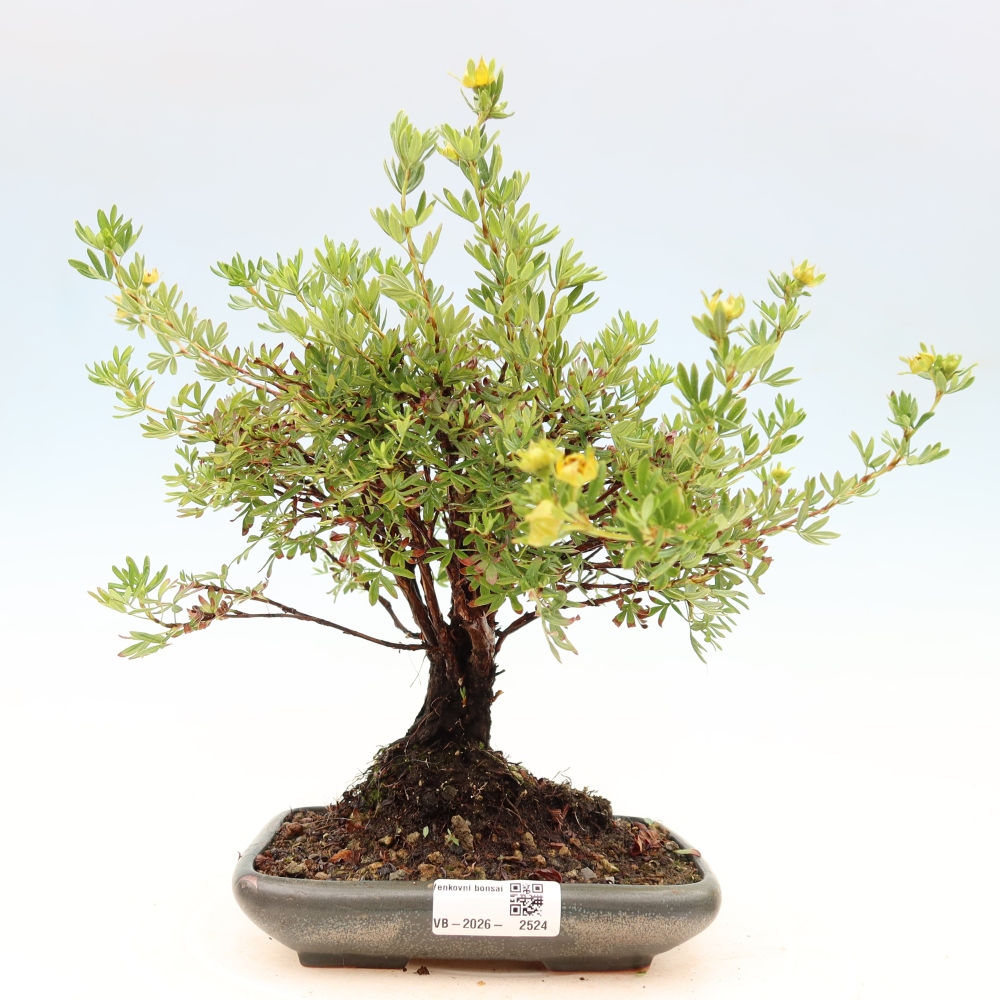 Bonsai für draußen - Potentila fruticosa