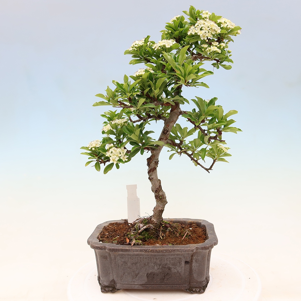 Bonsai für den Außenbereich – Pyracantha teton – Feuerdorn