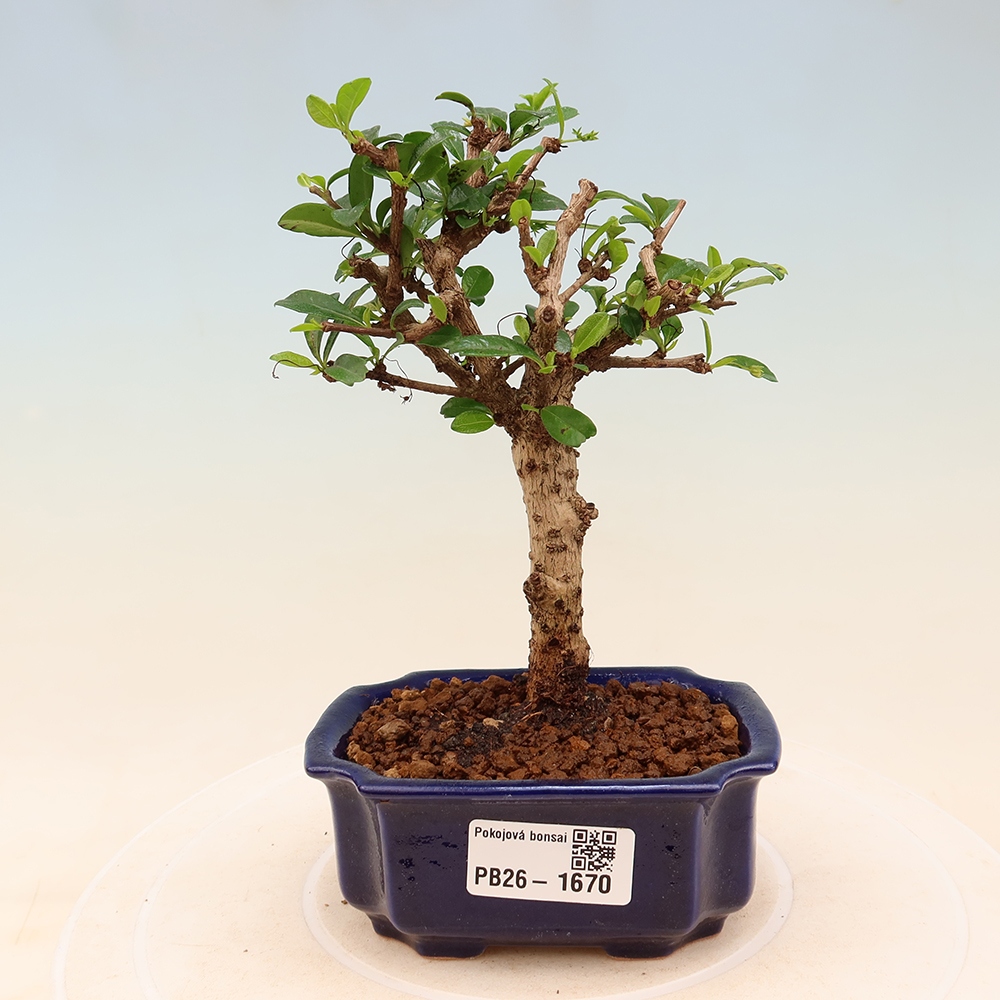Zimmer-Bonsai - Carmona macrophylla - Tee-Fuki