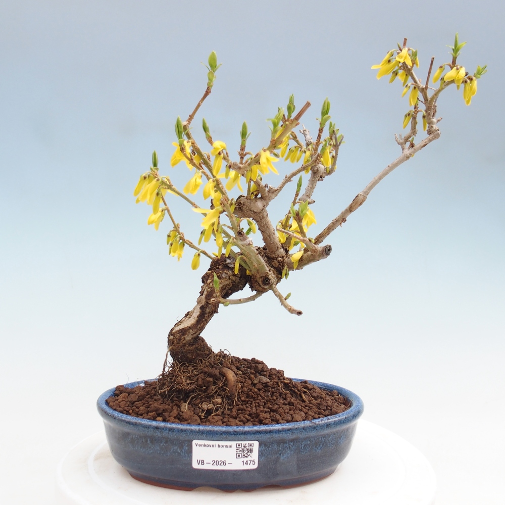 Bonsai für draußen - Zlatice - Forsythia koreana