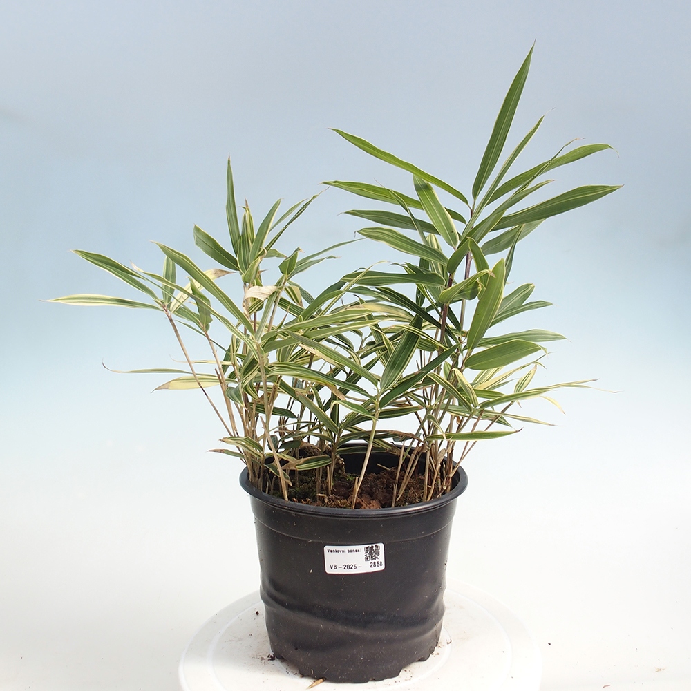 Bonsai für draußen - Sasaella masamuneana Albostriata - Bambus