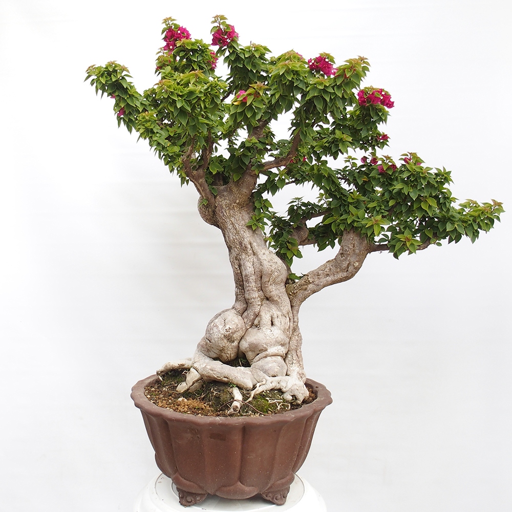 Zimmer Bonsai - Bouganwilea
