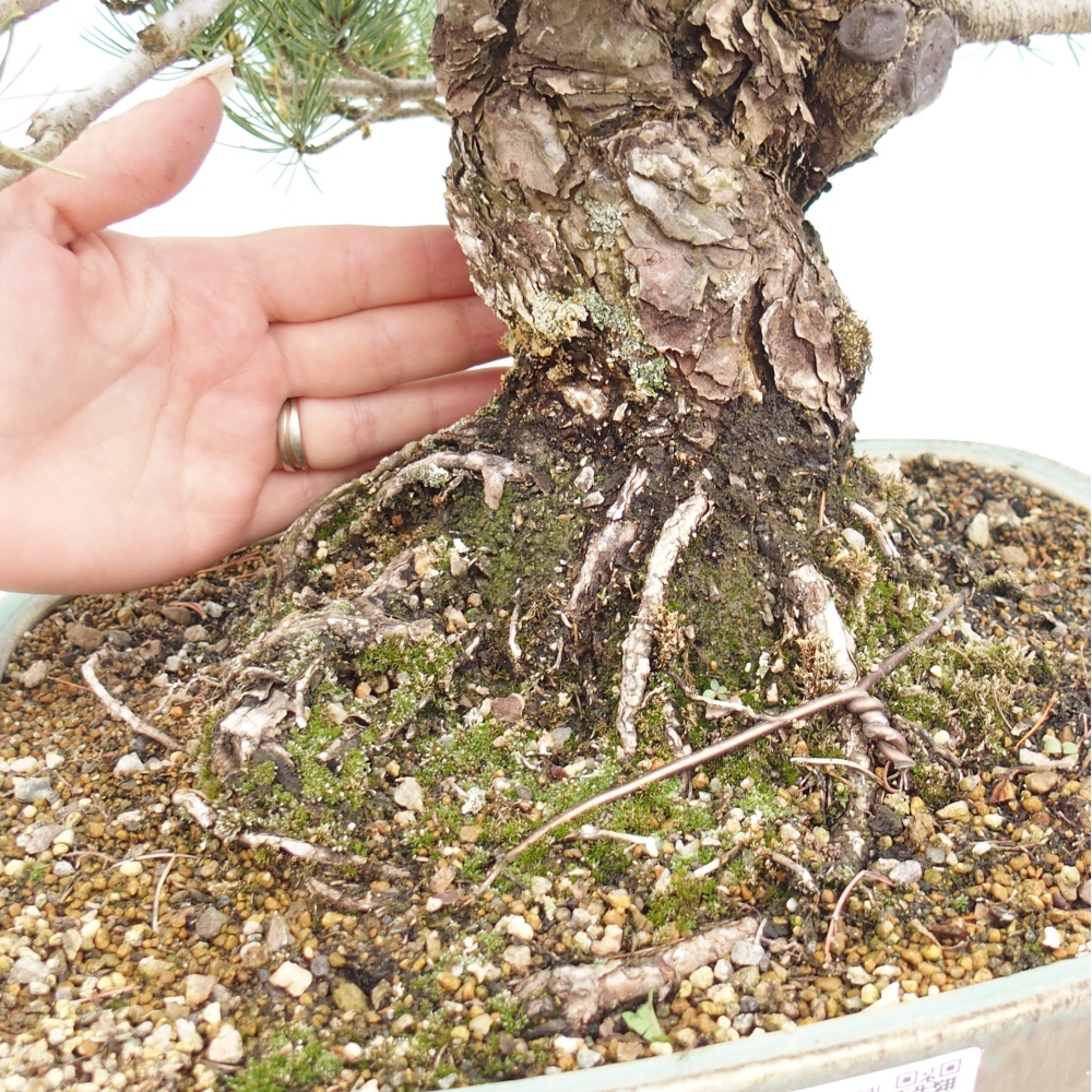 Bonsai für draußen - Pinus parviflora - Pinus parviflora