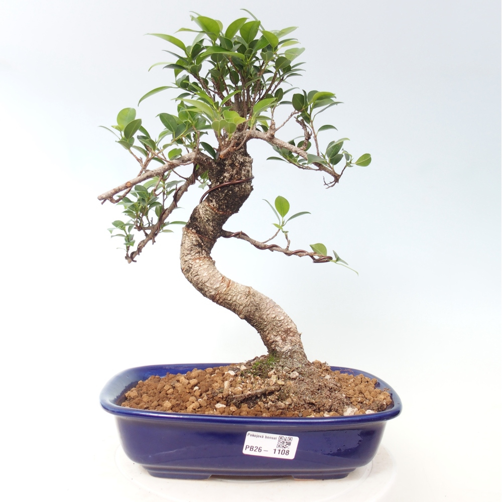 Zimmerbonsai - Ficus kimmen - Kleinblättriger Ficus