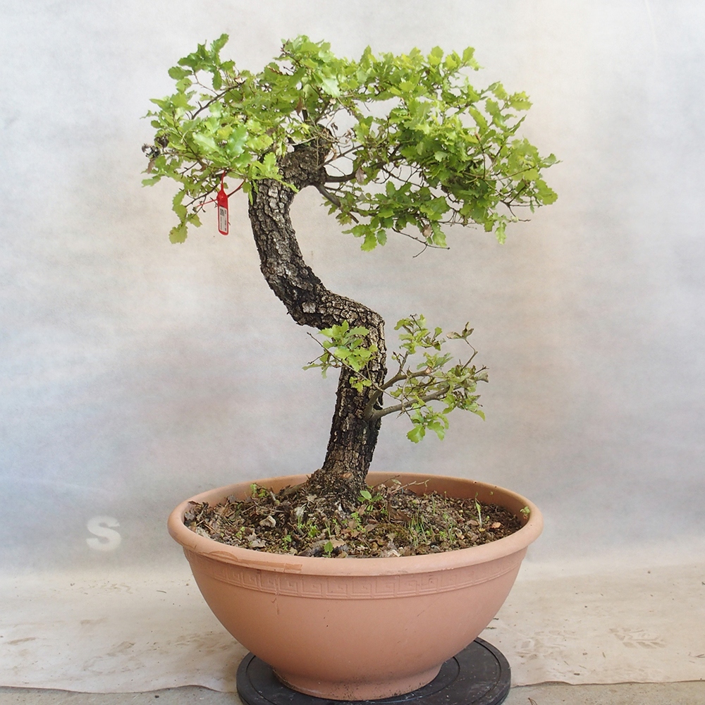 Außenbonsai Quercus Cerris - Eiche Cer