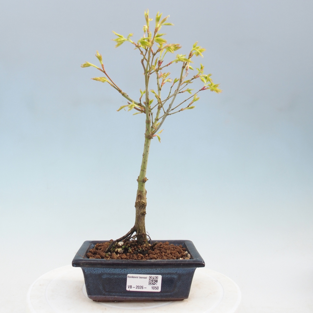 Acer palmatum Aureum - Goldahorn
