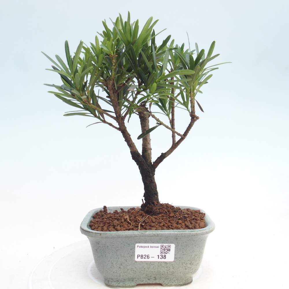 Zimmerbonsai - Podocarpus - Stein-Eibe