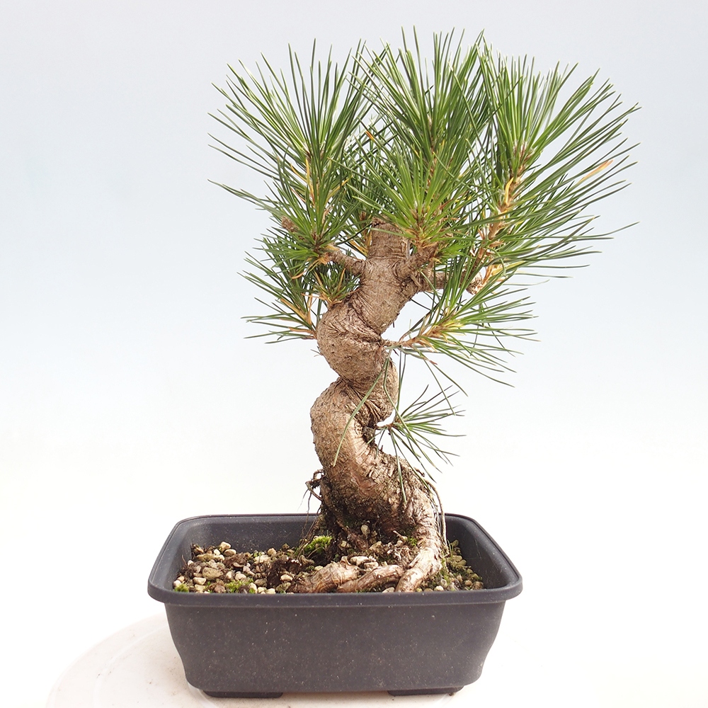 Bonsai für draußen - Pinus thunbergii - Thunberg-Kiefer