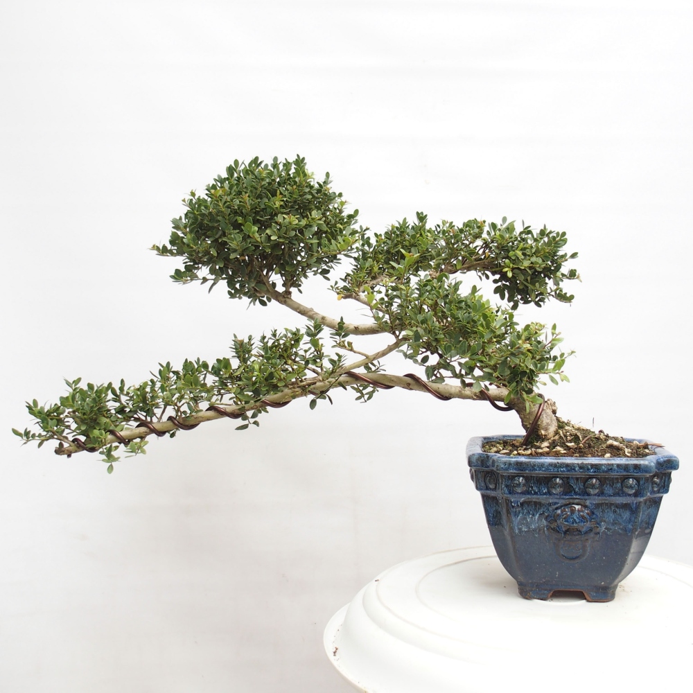 Zimmer Bonsai - Ilex crenata - Stechpalme