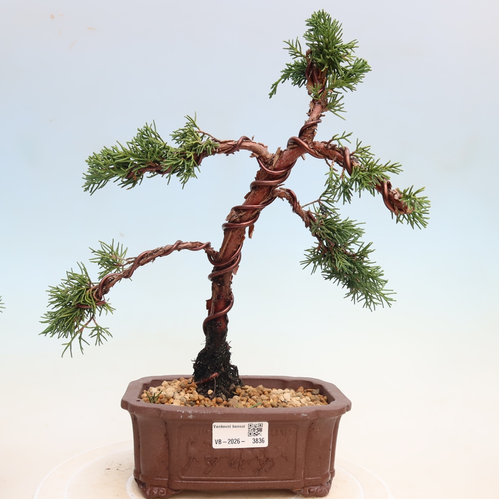 Bonsai für draußen - Juniperus chinensis Kishu