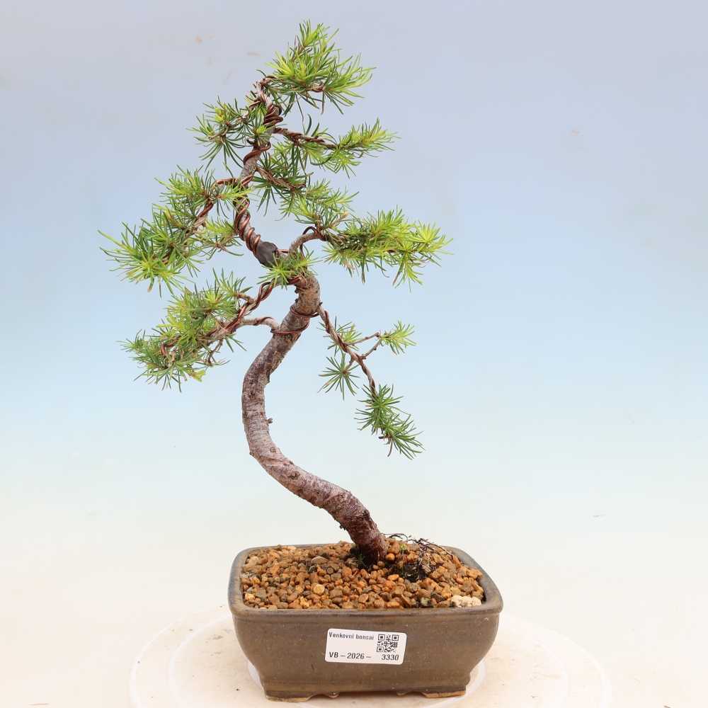 Bonsai für draußen -Larix decidua - Lärche