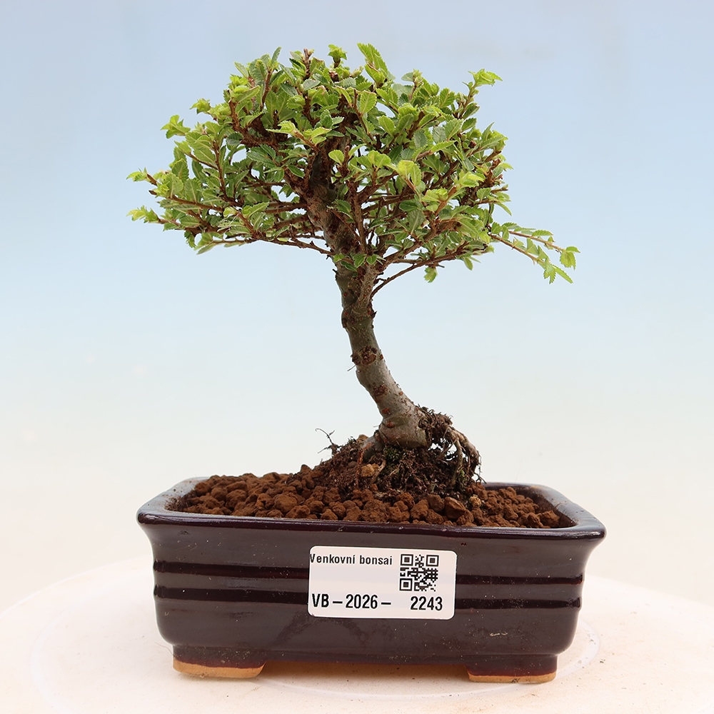 Bonsai für draußen - Ulmus parvifolia Sagei - Kleinblättrige Ulme