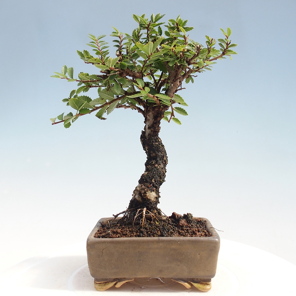Bonsai für draußen - Zelkova - Zelkova NIRE