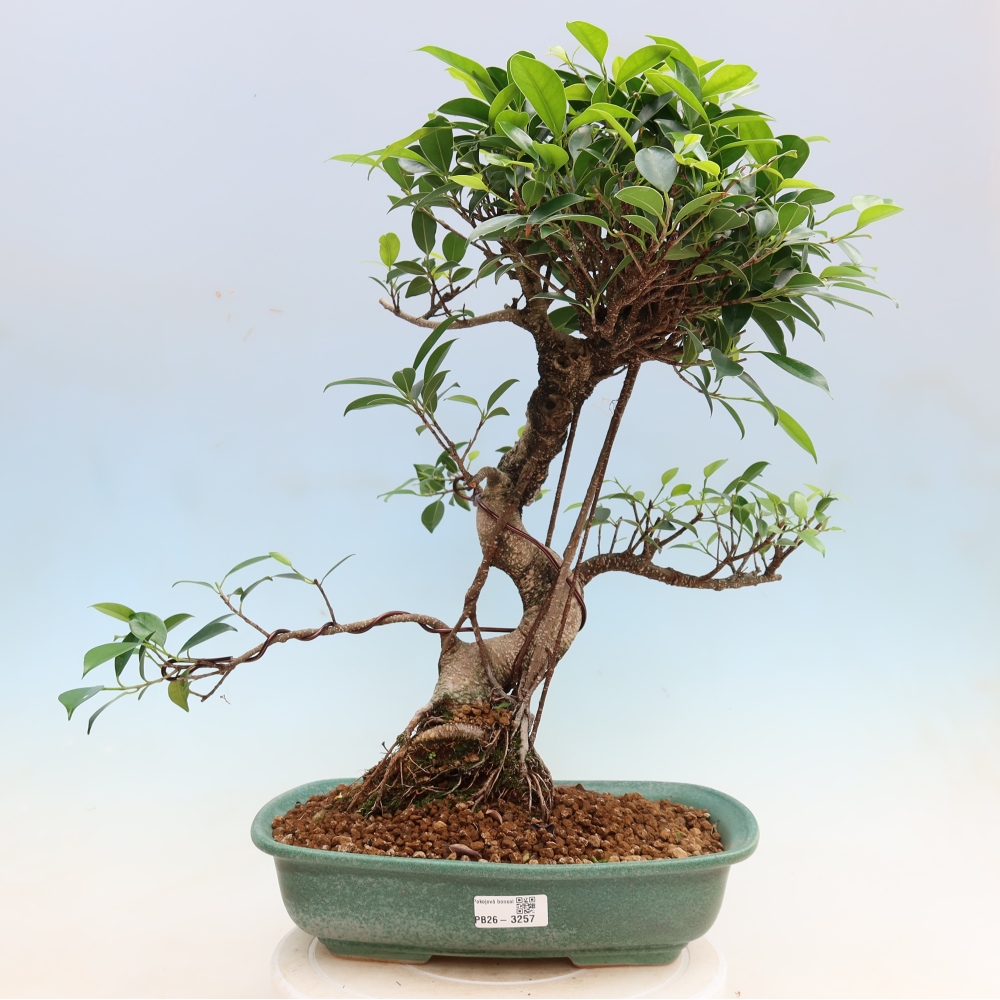 Zimmerbonsai - Ficus kimmen - Kleinblättriger Ficus