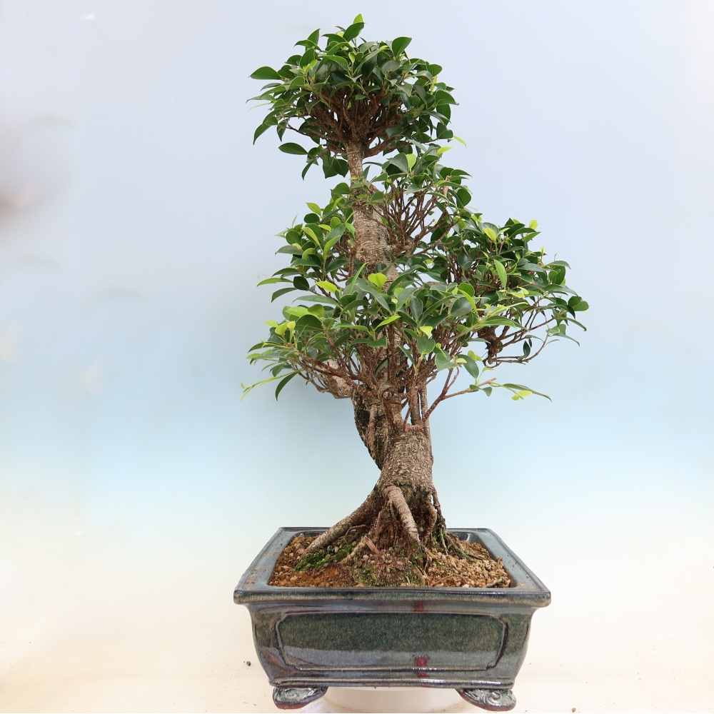 Zimmerbonsai - Ficus kimmen - Kleinblättriger Ficus
