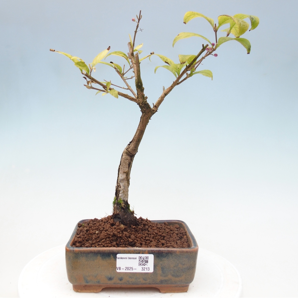 Bonsai für draußen - Callicarpa japonica