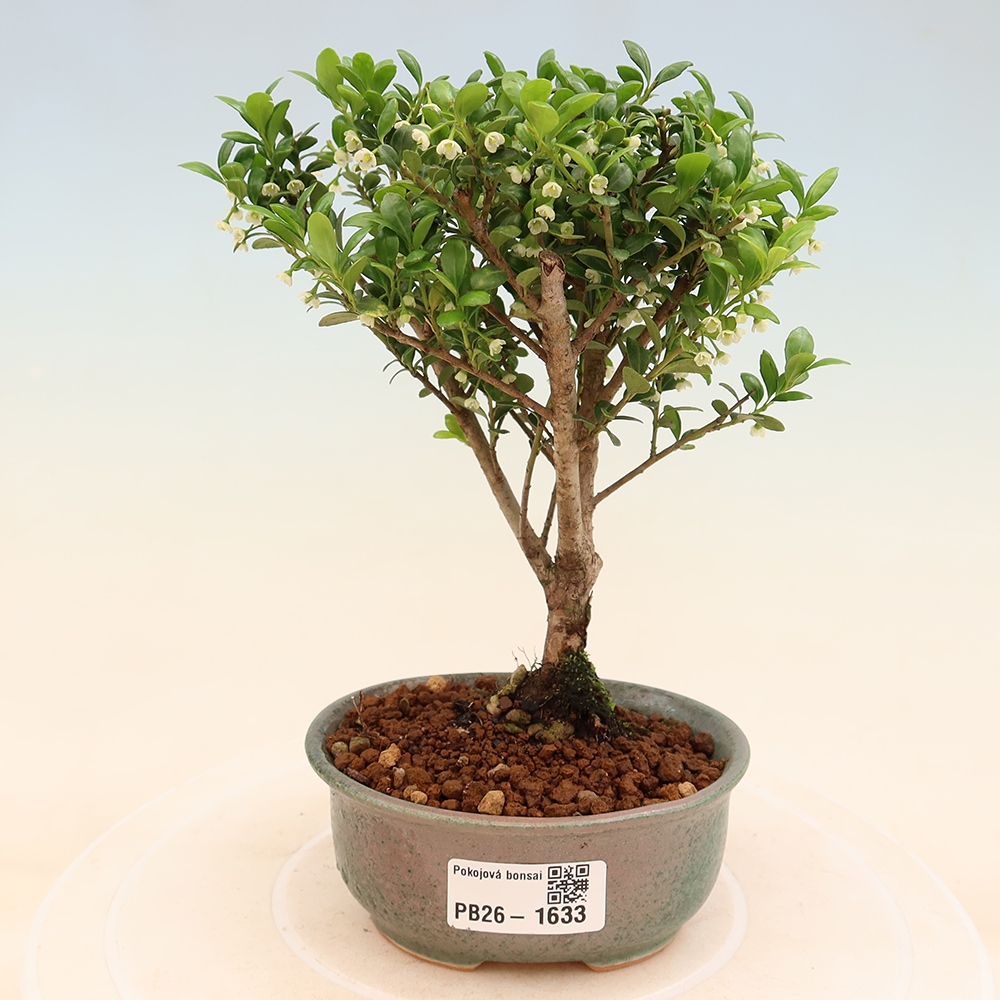 Zimmer Bonsai - Ilex crenata - Stechpalme
