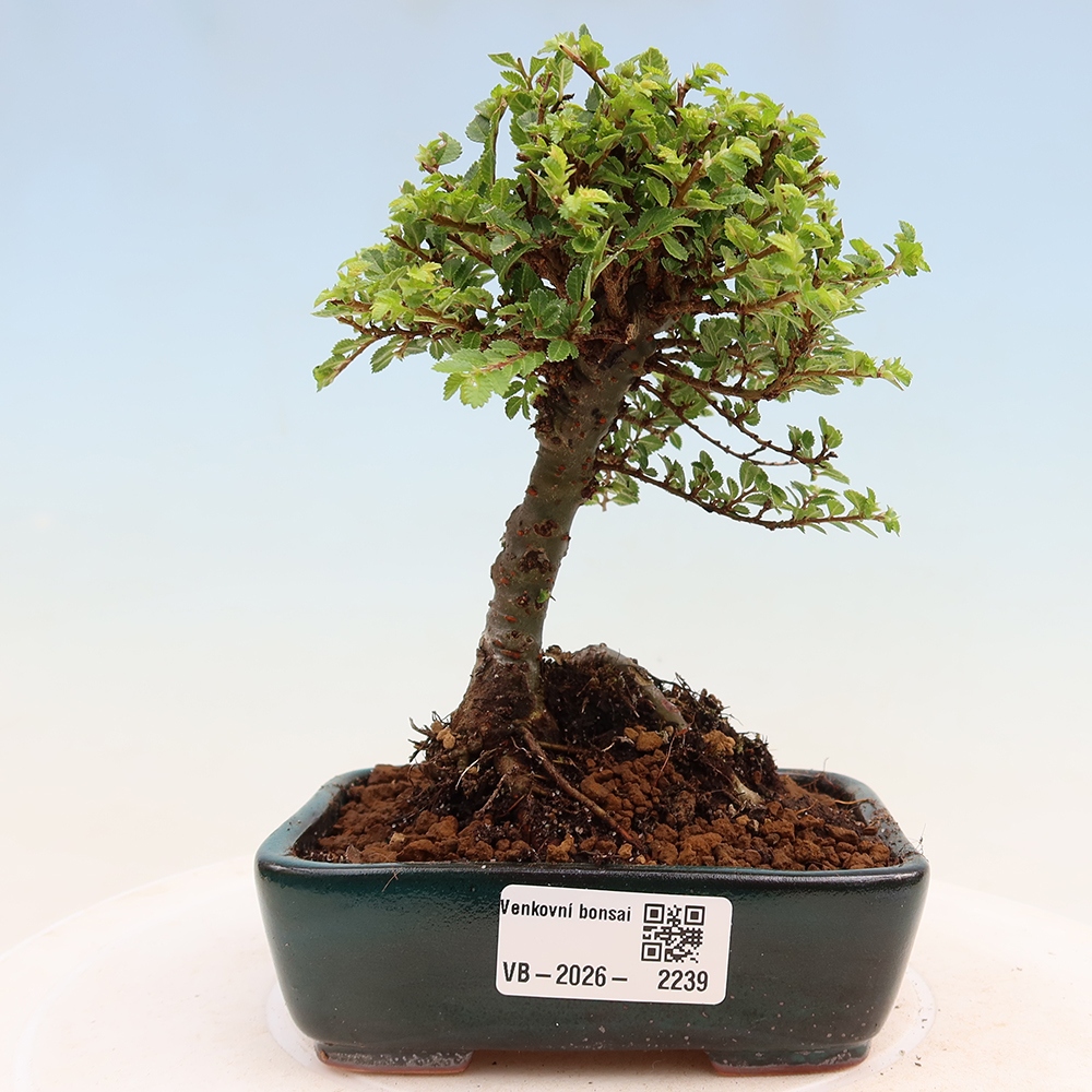 Bonsai für draußen - Ulmus parvifolia Sagei - Kleinblättrige Ulme