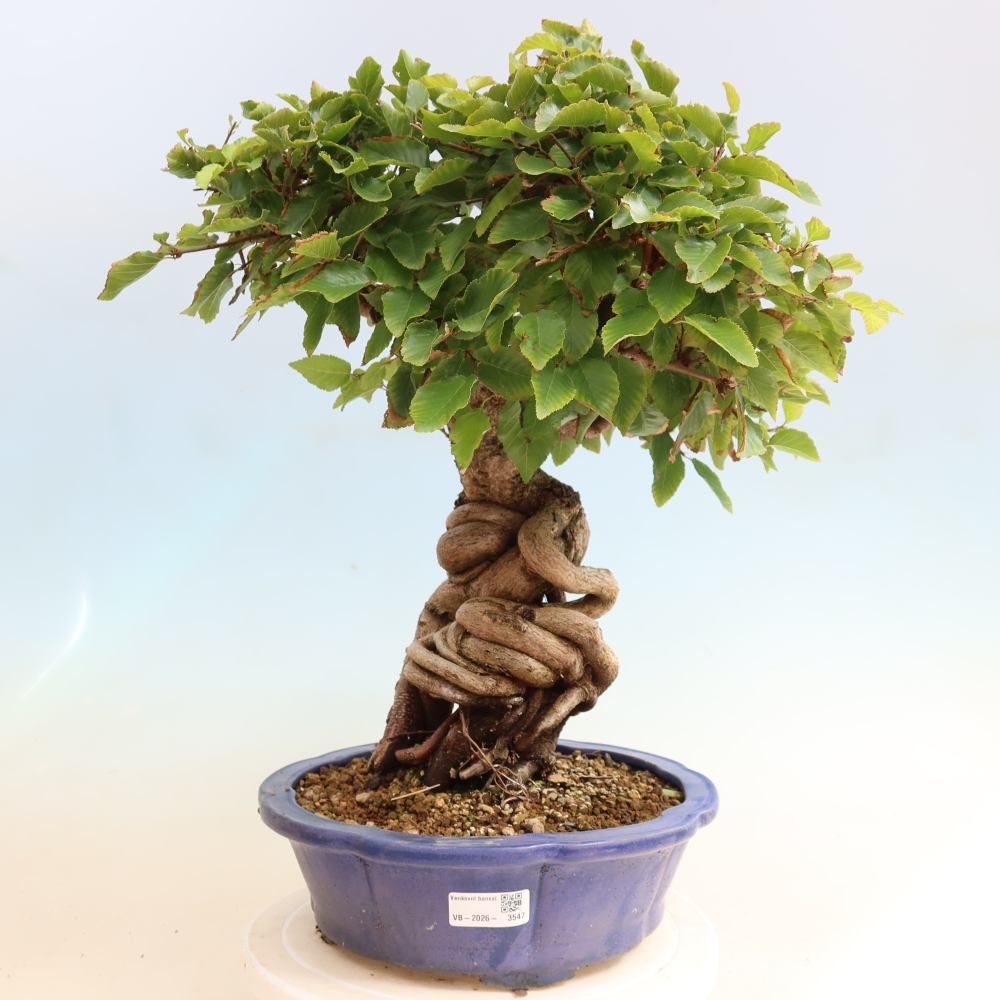 Bonsai für draußen -Carpinus CARPINOIDES - Koreanische Hainbuche