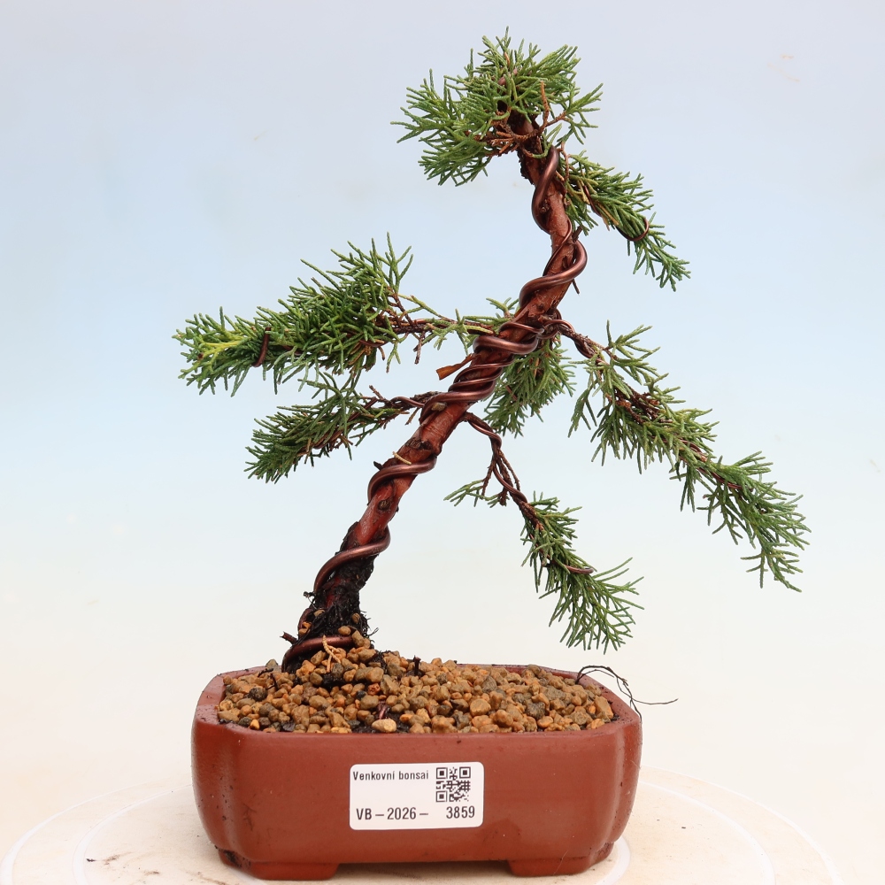 Bonsai für draußen - Juniperus chinensis Kishu
