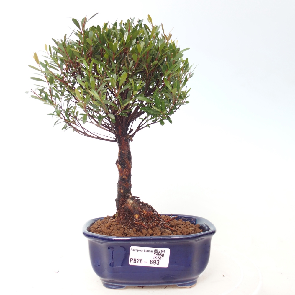 Zimmer Bonsai - Syzygium - Piment