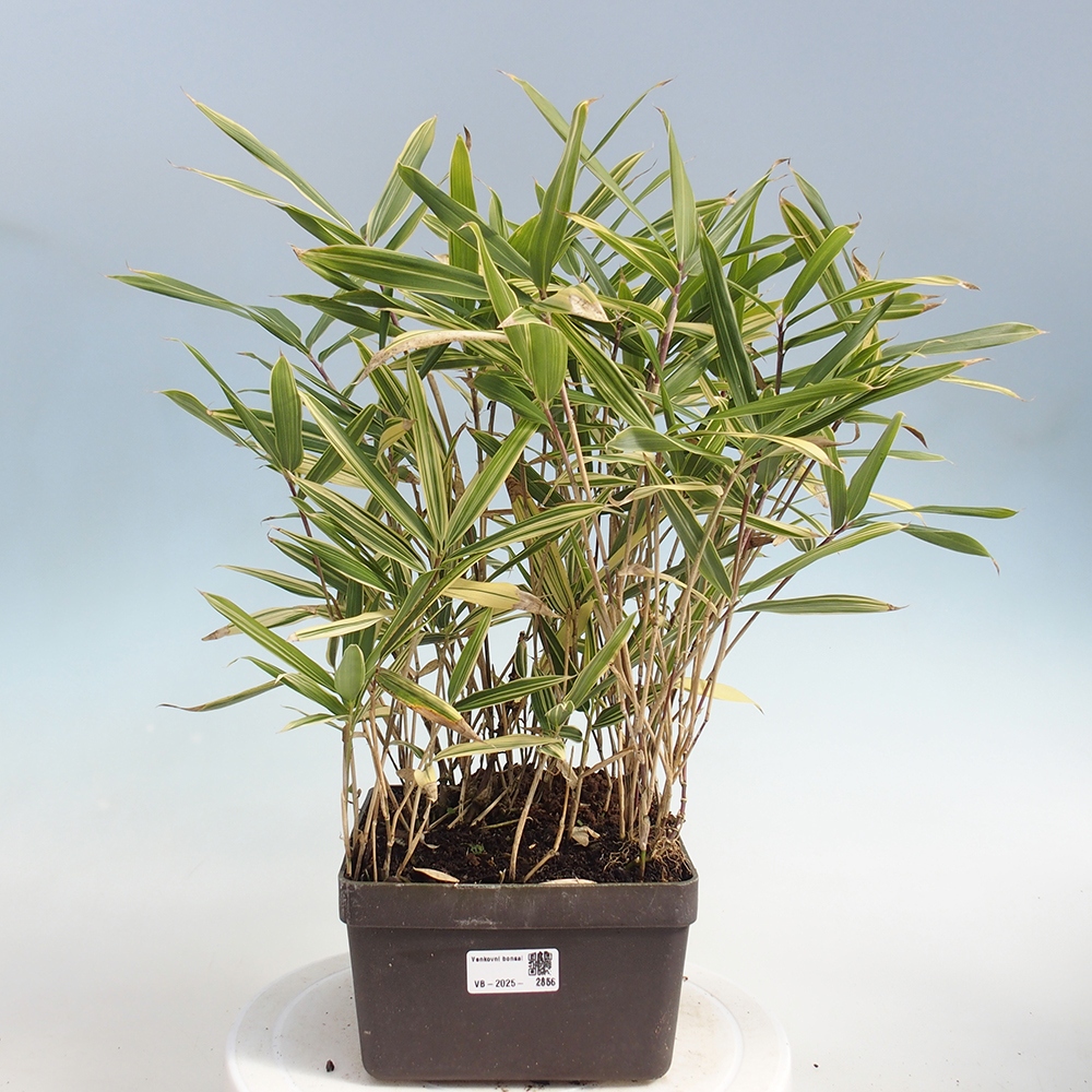 Bonsai für draußen - Sasaella masamuneana Albostriata - Bambus
