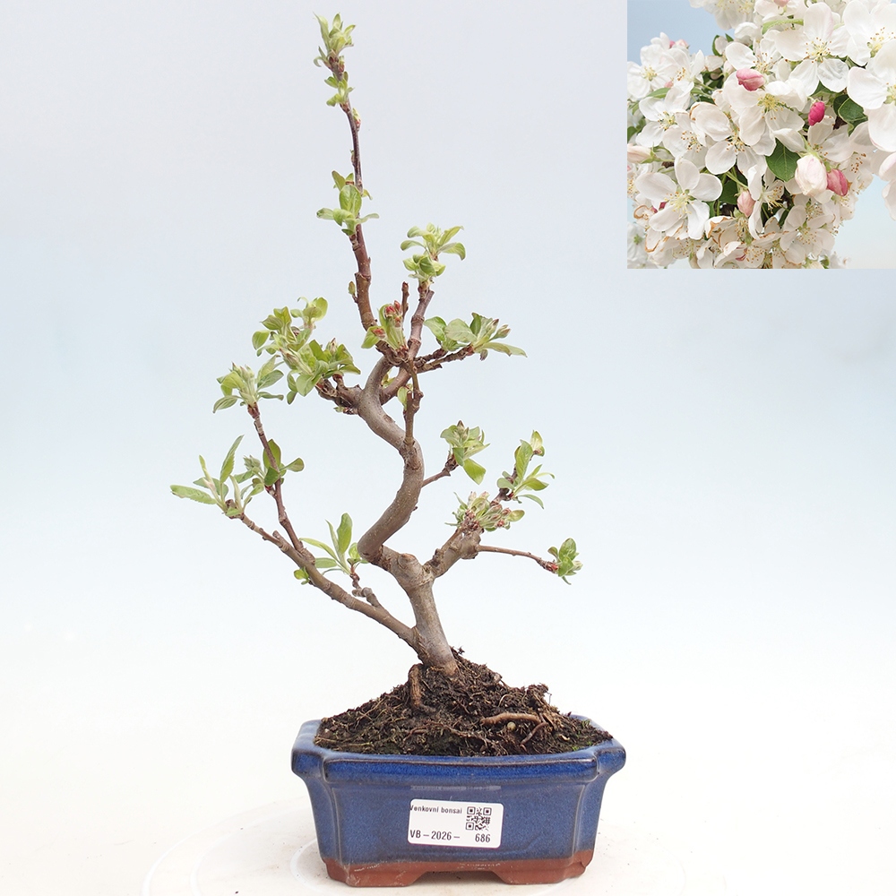 Outdoor-Bonsai -Malus halliana - Kleinfrüchtiger Apfelbaum