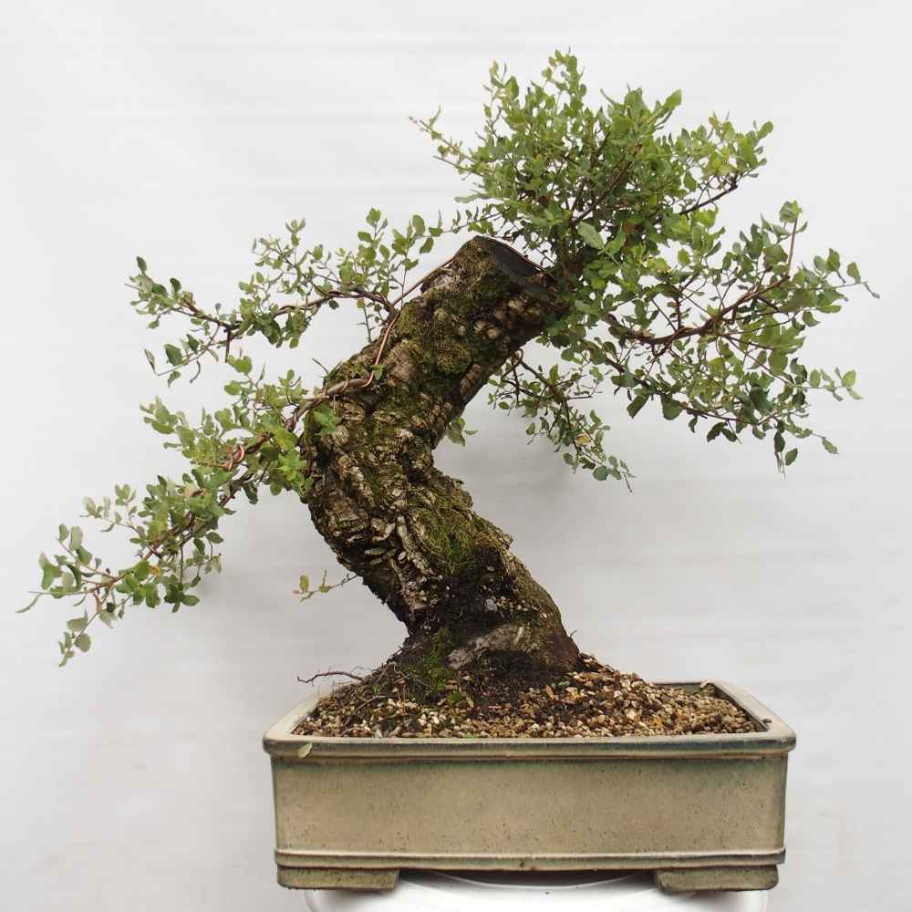 Freiland Bonsai Quercus suber - Korkeiche