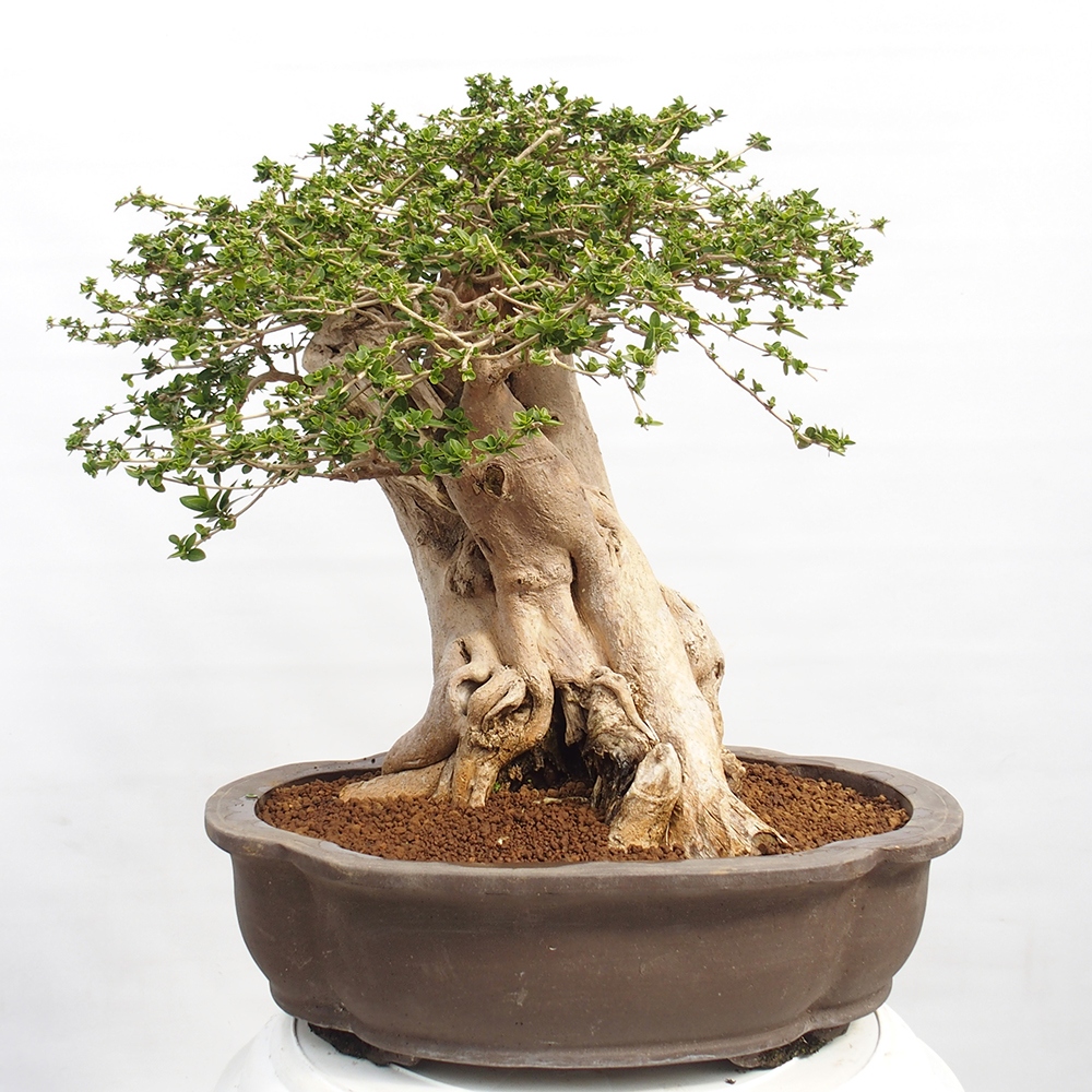 Zimmerbonsai - Premna serratifolia - Kozlovna malolista
