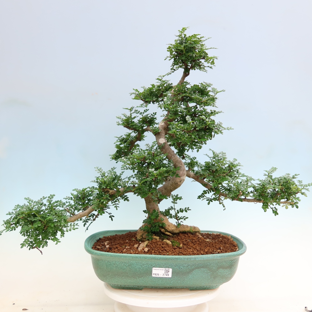 Zimmer Bonsai - Zantoxylum piperitum - Pfefferbaum