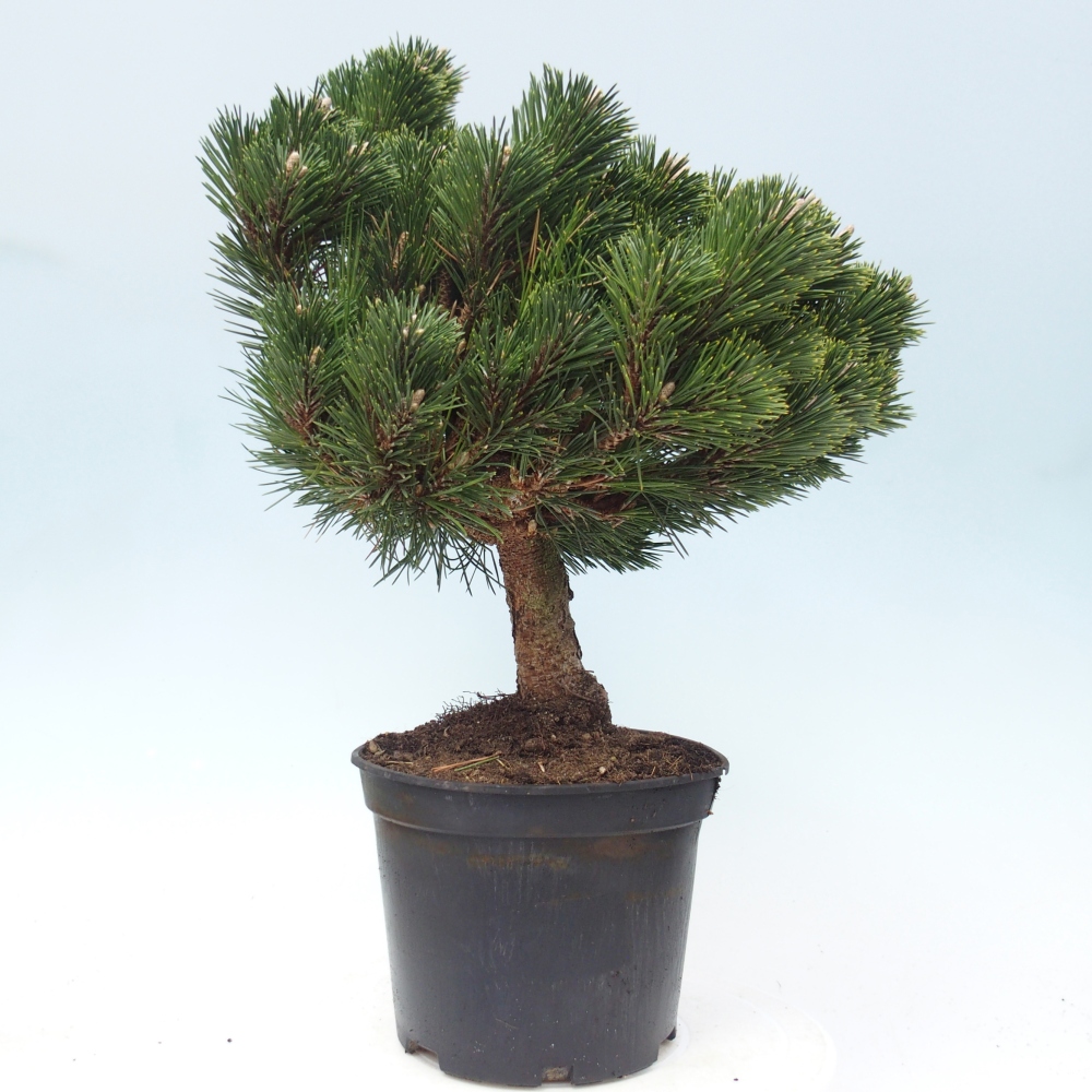 Bonsai für draußen - Pinus thunbergii senjyumaru - Thunberg-Kiefer